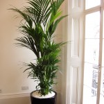 Kentia palm by Superplants