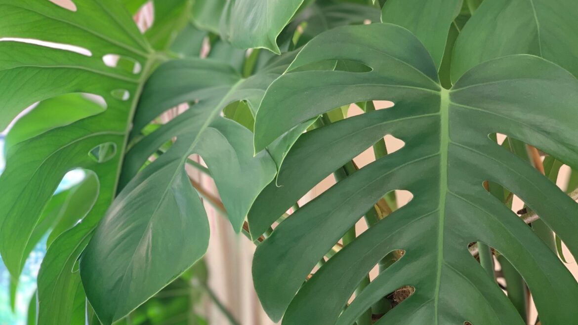 How to care for Monstera / Swiss Cheese Plant